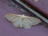 307329 – Photo : VERMELLE Georges – France (62)